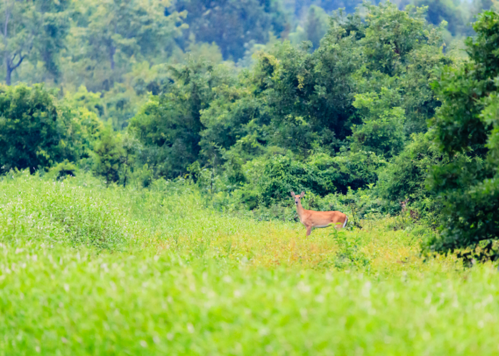 #15. Arkansas
